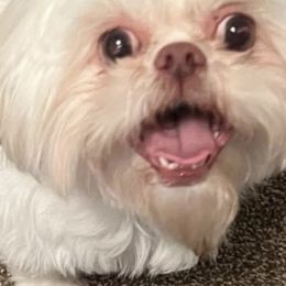 Shih Tzus from Lavender Blue Exotic Crew