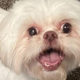 Shih Tzus from Lavender Blue Exotic Crew