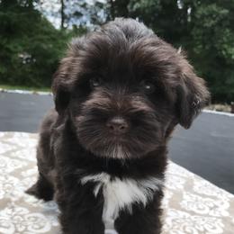Miniature Schnauzers and Poodles from Bobo’s Babies Kennels