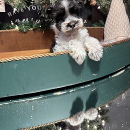 Miniature Schnauzer Puppies from Cali Sun-kissed Schnauzers