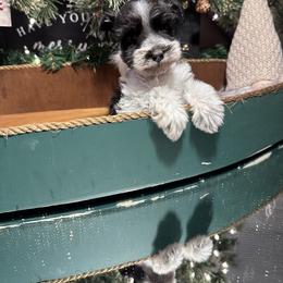 Miniature Schnauzer Puppies from Cali Sun-kissed Schnauzers