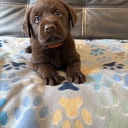 Orange - Chocolate male Labrador Retriever puppy in Medford, Oregon from Valley View English Labs