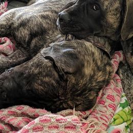 Mastiffs from Geier's English Mastiff's🐾❤️