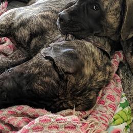 Mastiffs from Geier's English Mastiff's🐾❤️