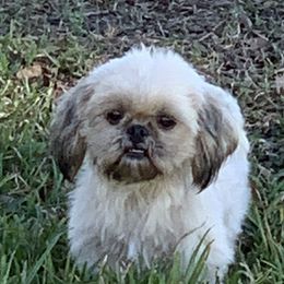 Poodles and Shih Tzus from Billy Cunningham