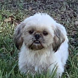 Poodles and Shih Tzus from Billy Cunningham
