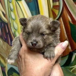 AKC Blue Sable Boy - Blue sable male Pomeranian puppy in Madison, Ohio from PawSitive Therapy Pomeranians