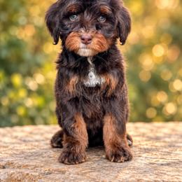 Milo - Tri-color male Bernedoodle puppy in Greenville, Texas from Doodles of Promise