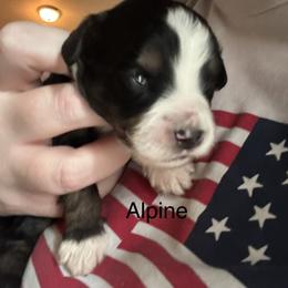 Alpine - Tri-color male Bernedoodle puppy in Eagle Mountain, Utah from Liberty Farms Puppies