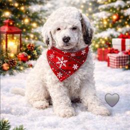 Remie - Parti male Poodle puppy in Casa Grande, Arizona from Arizona's Once Upon A Boston and Poodle ❤️