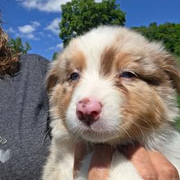 Penny - Red merle female Australian Shepherd puppy in Mount Clare, West Virginia from Pineview Farms Australian Shepherds
