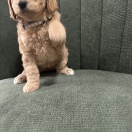 Goldendoodle Puppies from Southern Grace Acres