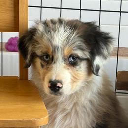 Duke - Blue merle male Australian Shepherd puppy in Tehachapi, California from Boundless Joy Aussies