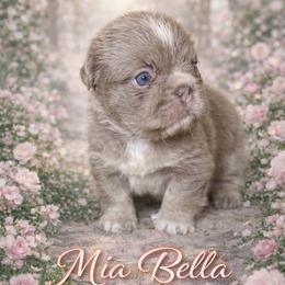 Mia Bella - Tricolors female French Bulldog puppy in Glendale, Arizona from Frenchiepuphub
