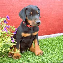 Big Red - Black and rust male Doberman Pinscher puppy in Orcutt, California from Solomon Creek K9