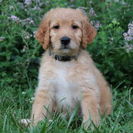 Goldendoodle Puppies from Carolina Doodle Puppies
