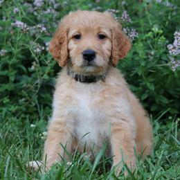 Goldendoodle Puppies from Carolina Doodle Puppies