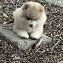 Cash - Wolf sable male Pomsky puppy in Doon, Iowa from Luxury Pomsky