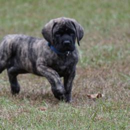 Mastiff Puppies from Two Ponds Mastiffs