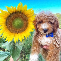 Cavapoo and Goldendoodle Puppies from Lake Cumberland Doodle Farm
