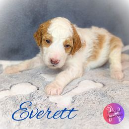 Boy 1 - Parti Poodle puppy in Scandinavian., Wisconsin from Personal Touch Standard Poodles
