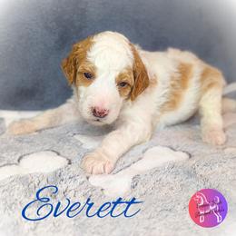 Boy 1 - Parti Poodle puppy in Scandinavian., Wisconsin from Personal Touch Standard Poodles