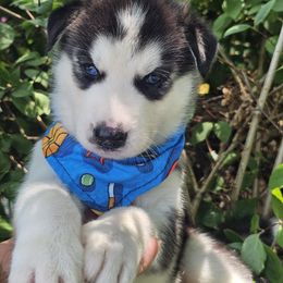 Zorro - Black and white male Siberian Husky puppy in Springfield, Massachusetts from 16acreshuskies