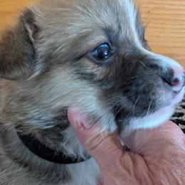 Girl 4 Purple Collar - Sable female Pembroke Welsh Corgi puppy in Alexandria, Minnesota from Tammy Gorham Corgis