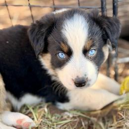 Mulan - Black tri-color female Australian Shepherd puppy in Vernal, Utah from Dancing M Australian Shepherds