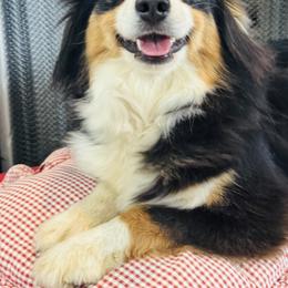 Pebbles - Miniature American Shepherd