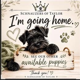 Delli Light blue chocolate - Liver male Miniature Schnauzer puppy in Temple, Texas from Schnauzers Of Taylor