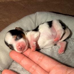 Michael - Black tan and white male Biewer Terrier puppy in Stockbridge, Georgia from Jenn’s Georgia Morkies and Biewer Terriers