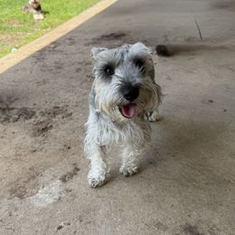 Minnie - Miniature Schnauzer