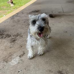 Minnie - Miniature Schnauzer