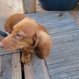 Dachshund Puppies from CLARK'S BREEDING PROGRAM