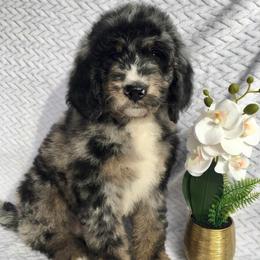 Cosmos - male Australian Mountain Doodle puppy in Blairstown, Missouri from Shepherd Hill Doodles