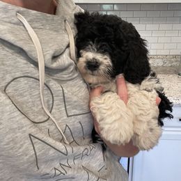 Bernedoodle Puppies from Mountain Springs Farm