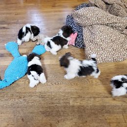 Shih Tzu Puppies from Echomoon Shih Tzu