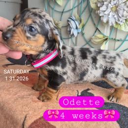 Odette - Dapple female Dachshund puppy in Harrodsburg, Kentucky from Wayward Home Dachshunds