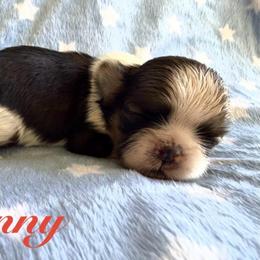 Danny - Red and white male Shih Tzu puppy in Hemet, California from Aloha Shih Tzu