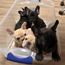 French Bulldog Puppies from Peche Mignon French Bulldogs