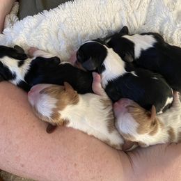 Cavalier King Charles Spaniel puppies from Hopewell Cavaliers