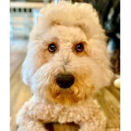 Willow - Goldendoodle