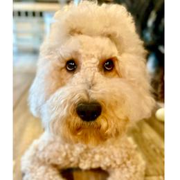 Willow - Goldendoodle