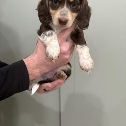 Miss Muffin - Piebald female Dachshund puppy in Mesa, Arizona from Schmidt’s Doxies N Doodles