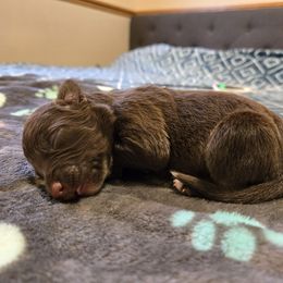 Border Collie and Golden Retriever Puppies from Sona Kennels