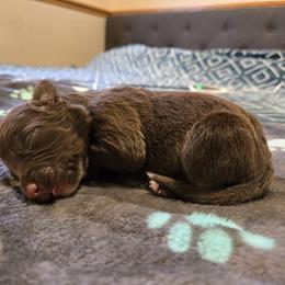 Border Collie and Golden Retriever Puppies from Sona Kennels