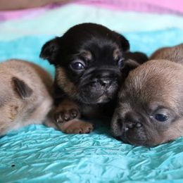 French Bulldogs from Key of Perfection Frenchies