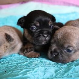 French Bulldogs from Key of Perfection Frenchies