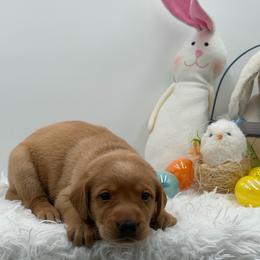 Maroon - Yellow male Labrador Retriever puppy in Heath Springs, South Carolina from Rich Hill Retrievers